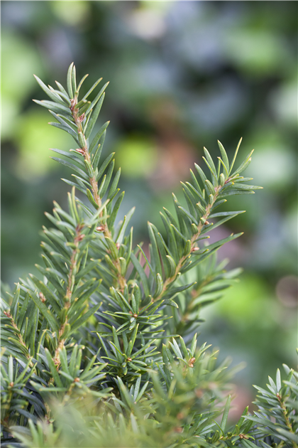 Taxus baccata 'Repandens'