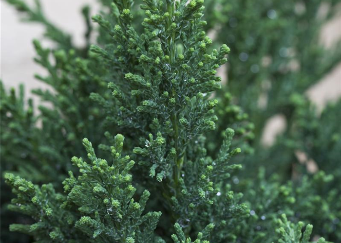 Chamaecyparis obtusa 'Drath' Chamaecyparis obtusa 'Drath'
