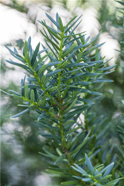 Taxus cuspidata 'Lescow'