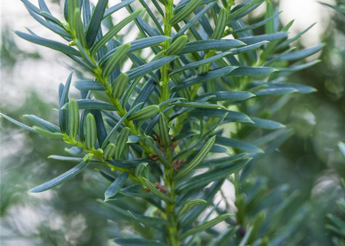 Taxus cuspidata 'Lescow' Taxus cuspidata 'Lescow'
