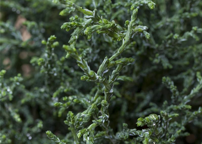 Chamaecyparis obtusa 'Lycopodioides' Chamaecyparis obtusa 'Lycopodioides'