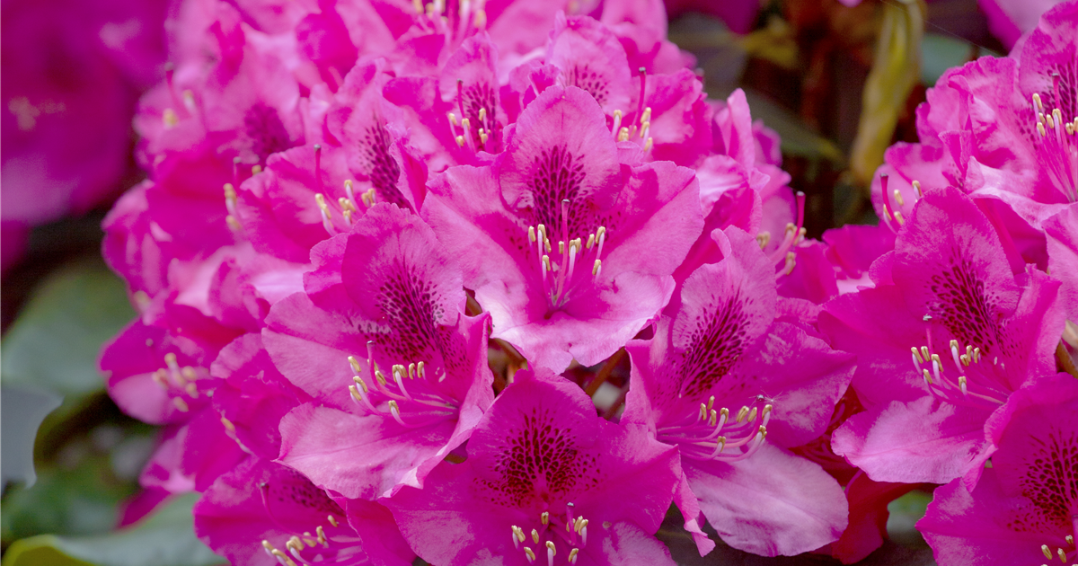 Rhododendron 'Nova Zembla'