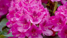 Rhododendron 'Nova Zembla'