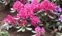 Rhododendron 'Nova Zembla'