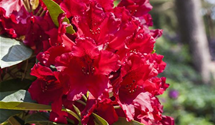 Rhododendron 'Nova Zembla'