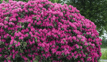 Rhododendron 'Nova Zembla'