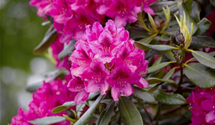 Rhododendron 'Nova Zembla'