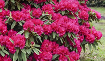 Rhododendron 'Nova Zembla'