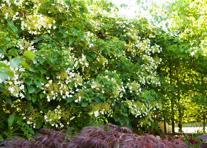 Hydrangea petiolaris Hydrangea petiolaris