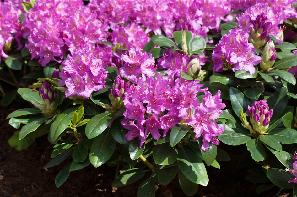 Rhododendron 'Pink Purple Dream'