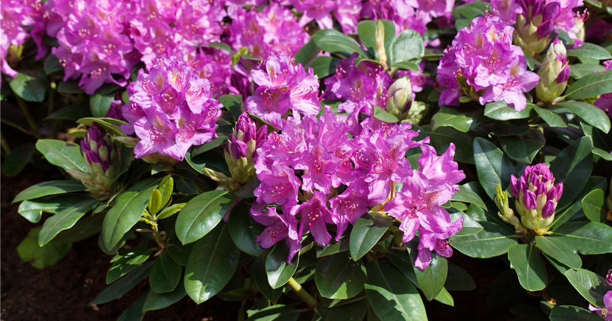 Rhododendron 'Pink Purple Dream'