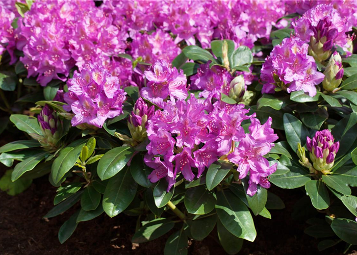 Rhododendron 'Pink Purple Dream'® Rhododendron 'Pink Purple Dream'®
