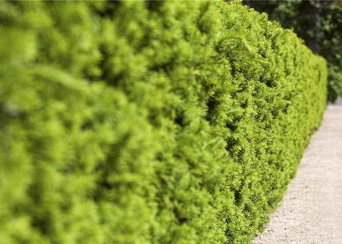 Taxus media 'Hicksii' Taxus media 'Hicksii'