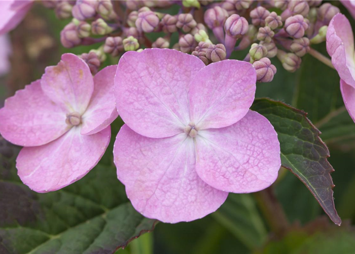 Hydrangea serrata 'Koreana' Hydrangea serrata 'Koreana'