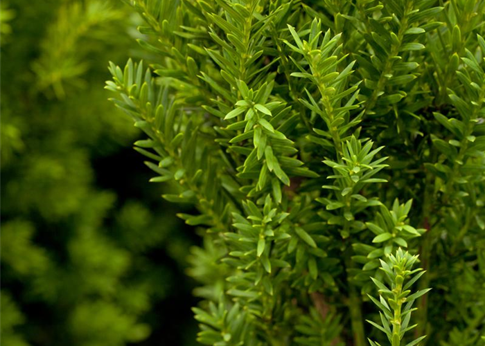 Taxus media 'Hillii' Taxus media 'Hillii'