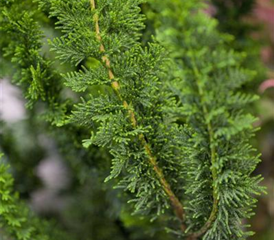 Chamaecyparis obtusa 'Teddy Bear' Chamaecyparis obtusa 'Teddy Bear'