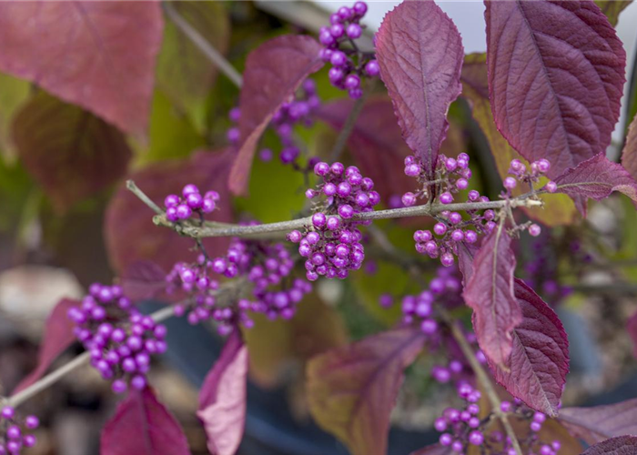 Callicarpa bodinieri 'Profusion' Callicarpa bodinieri 'Profusion'