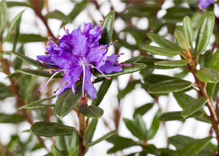 Rhododendron impeditum 'Azurika' Rhododendron impeditum 'Azurika'