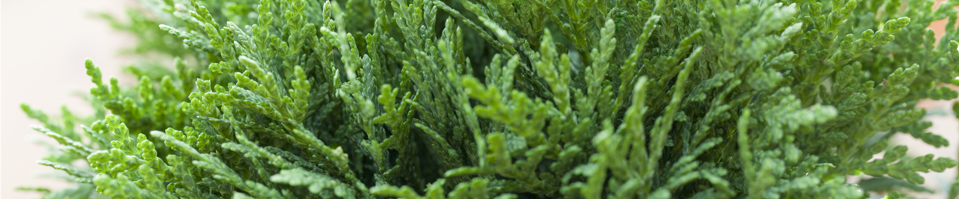 GS420390.jpg GS420390.jpg