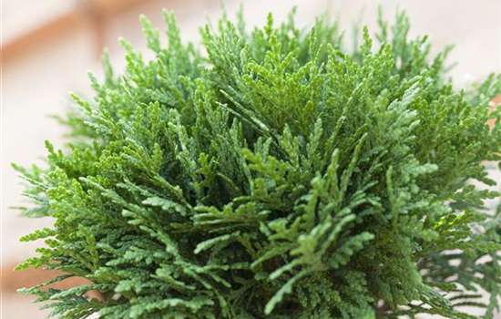 Zwerggehölze für Terrasse und Balkon  Zwerggehölze für Terrasse und Balkon