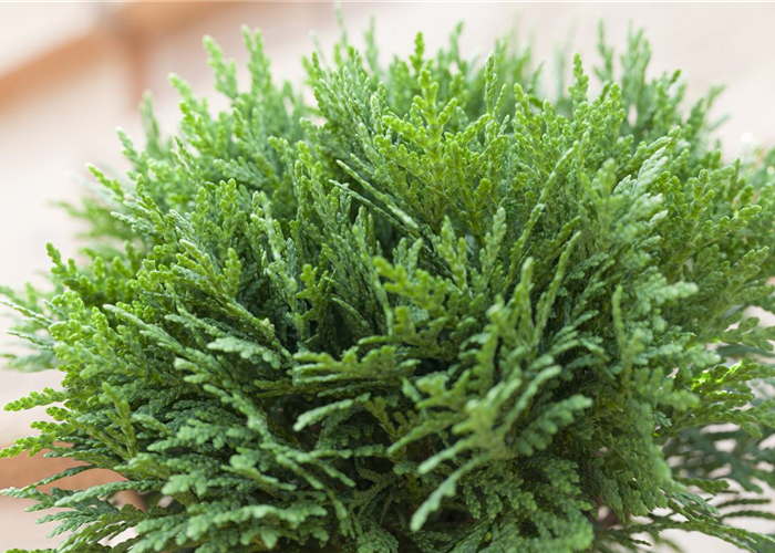 Thuja occidentalis 'Danica' Thuja occidentalis 'Danica'