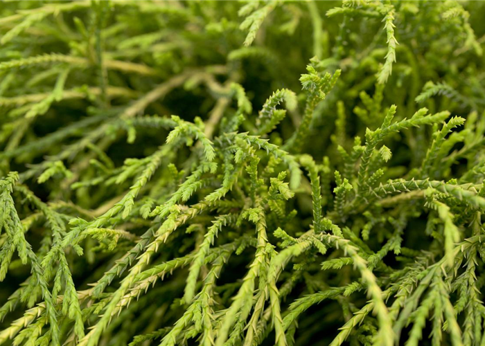 Chamaecyparis pisifera 'Filifera Nana' Chamaecyparis pisifera 'Filifera Nana'