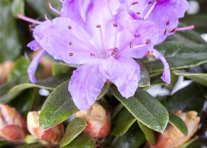 Rhododendron impeditum 'Moerheim' Rhododendron impeditum 'Moerheim'