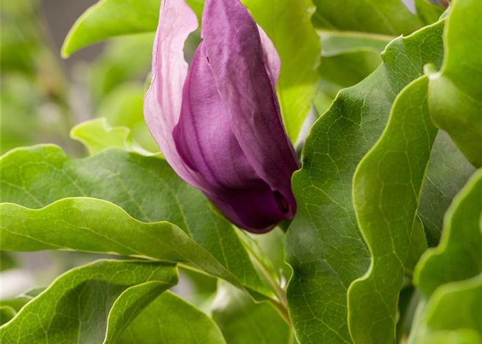 Magnolia liliiflora 'Susan' Magnolia liliiflora 'Susan'