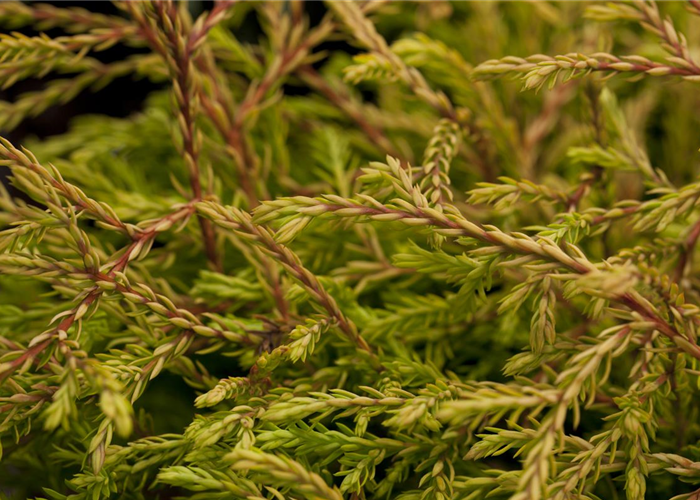 Thuja occidentalis 'Golden Tuffet' Thuja occidentalis 'Golden Tuffet'