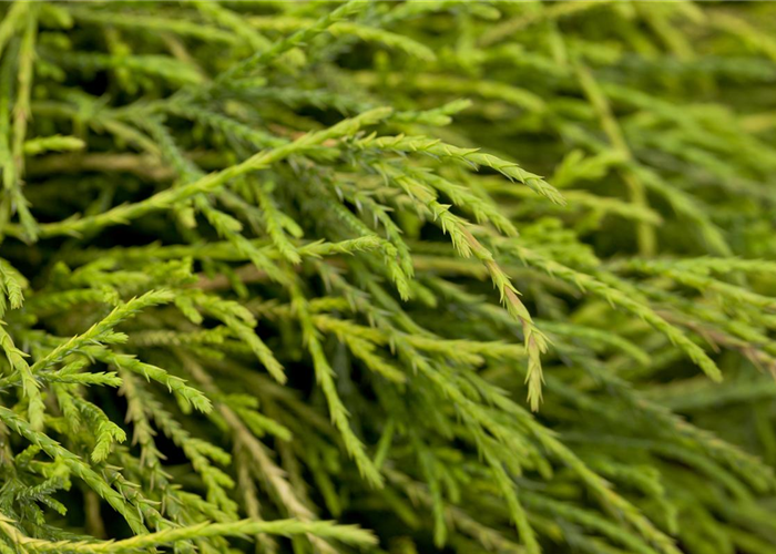 Chamaecyparis pisifera 'Sungold' Chamaecyparis pisifera 'Sungold'
