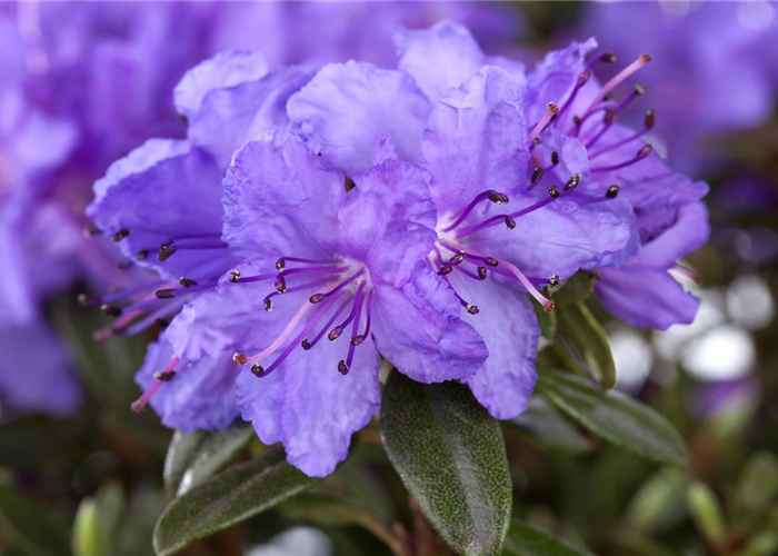 Rhododendron impeditum 'Saint Merryn' Rhododendron impeditum 'Saint Merryn'