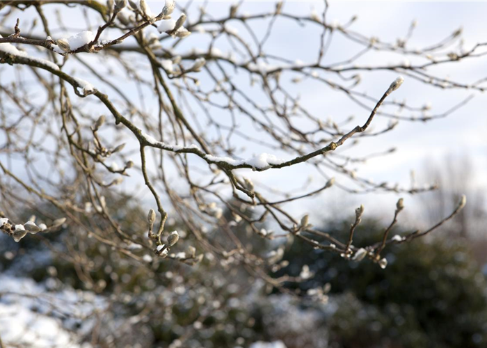 Magnolia x loebneri 'Leonard Messel' Magnolia x loebneri 'Leonard Messel'