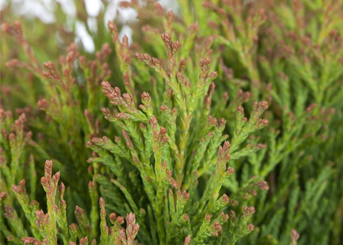 Thuja occidentalis 'Miky' Thuja occidentalis 'Miky'