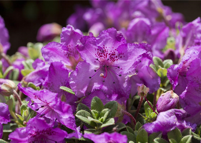 Rhododendron keleticum Rhododendron keleticum