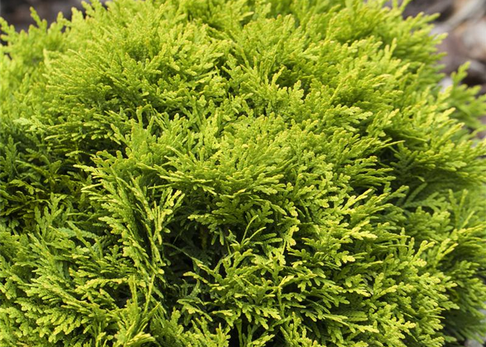 Thuja occidentalis 'Mirjam' Thuja occidentalis 'Mirjam'
