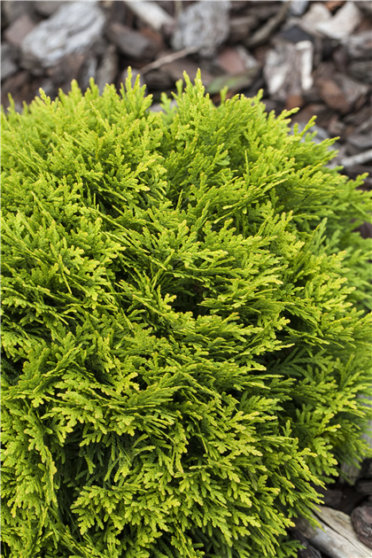 Thuja occidentalis 'Mirjam'