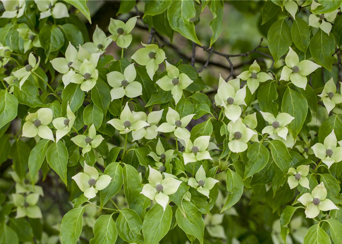 Cornus kousa chinensis 'China Girl' Cornus kousa chinensis 'China Girl'