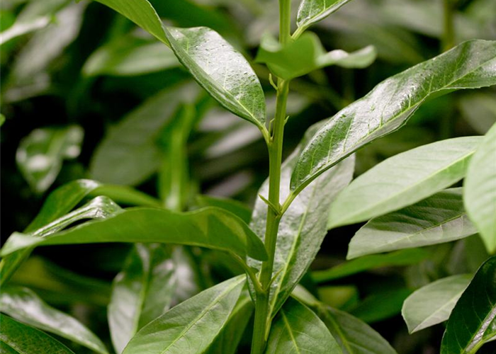 Prunus laurocerasus 'Genolia'® Prunus laurocerasus 'Genolia'®