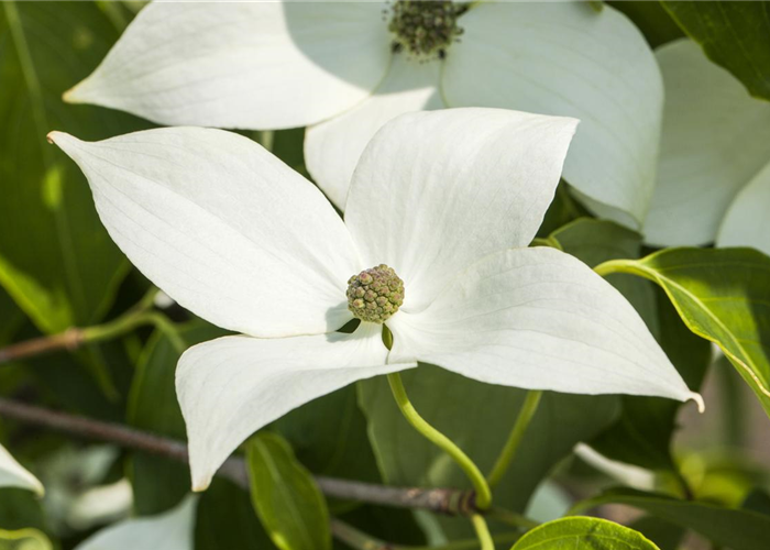 Cornus kousa chinensis 'Milky Way' Cornus kousa chinensis 'Milky Way'