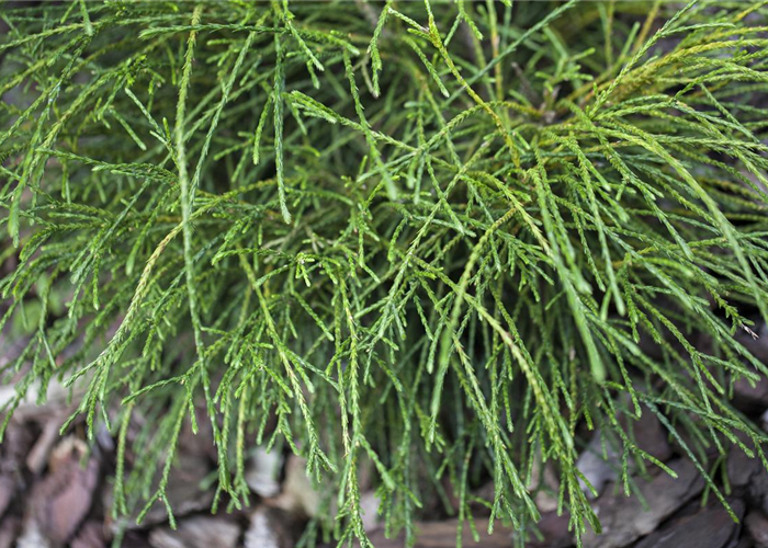 Thuja plicata 'Whipcord' Thuja plicata 'Whipcord'