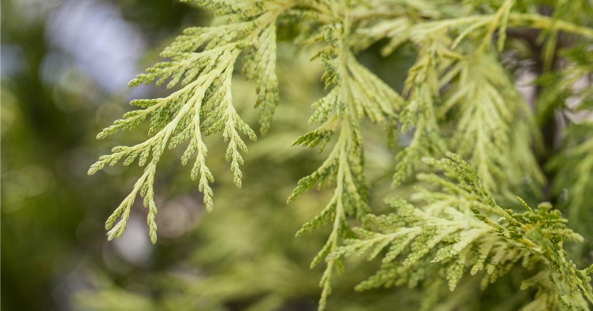 Thuja plicata 'Zebrina Extra Gold'