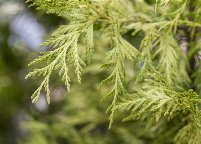 Thuja plicata 'Zebrina Extra Gold' Thuja plicata 'Zebrina Extra Gold'