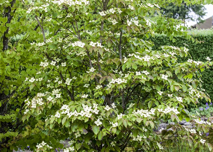 Cornus kousa chinensis 'Teutonia' Cornus kousa chinensis 'Teutonia'