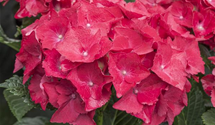 Gartenhortensie 'Hot Red'(s)