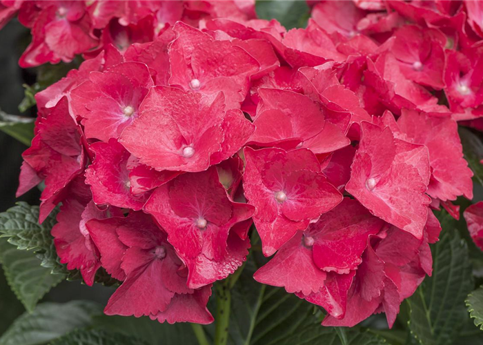 Hydrangea macrophylla 'Hot Red' Hydrangea macrophylla 'Hot Red'