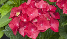 Gartenhortensie 'Hot Red'(s)