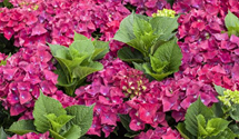 Gartenhortensie 'Hot Red'(s)
