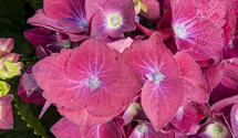 Gartenhortensie 'Hot Red'(s)