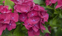 Gartenhortensie 'Hot Red'(s)