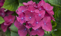 Gartenhortensie 'Hot Red'(s)
